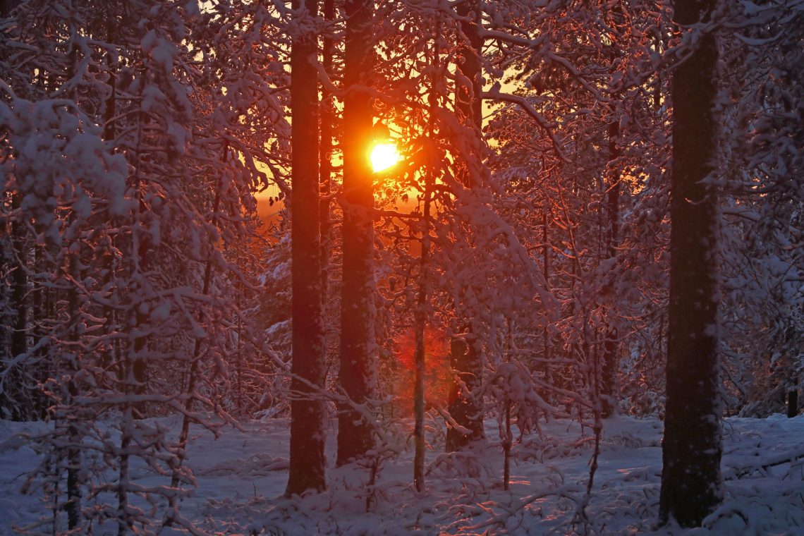 Talvinen aurinko pilkistää puiden välistä Niiniharjulla.