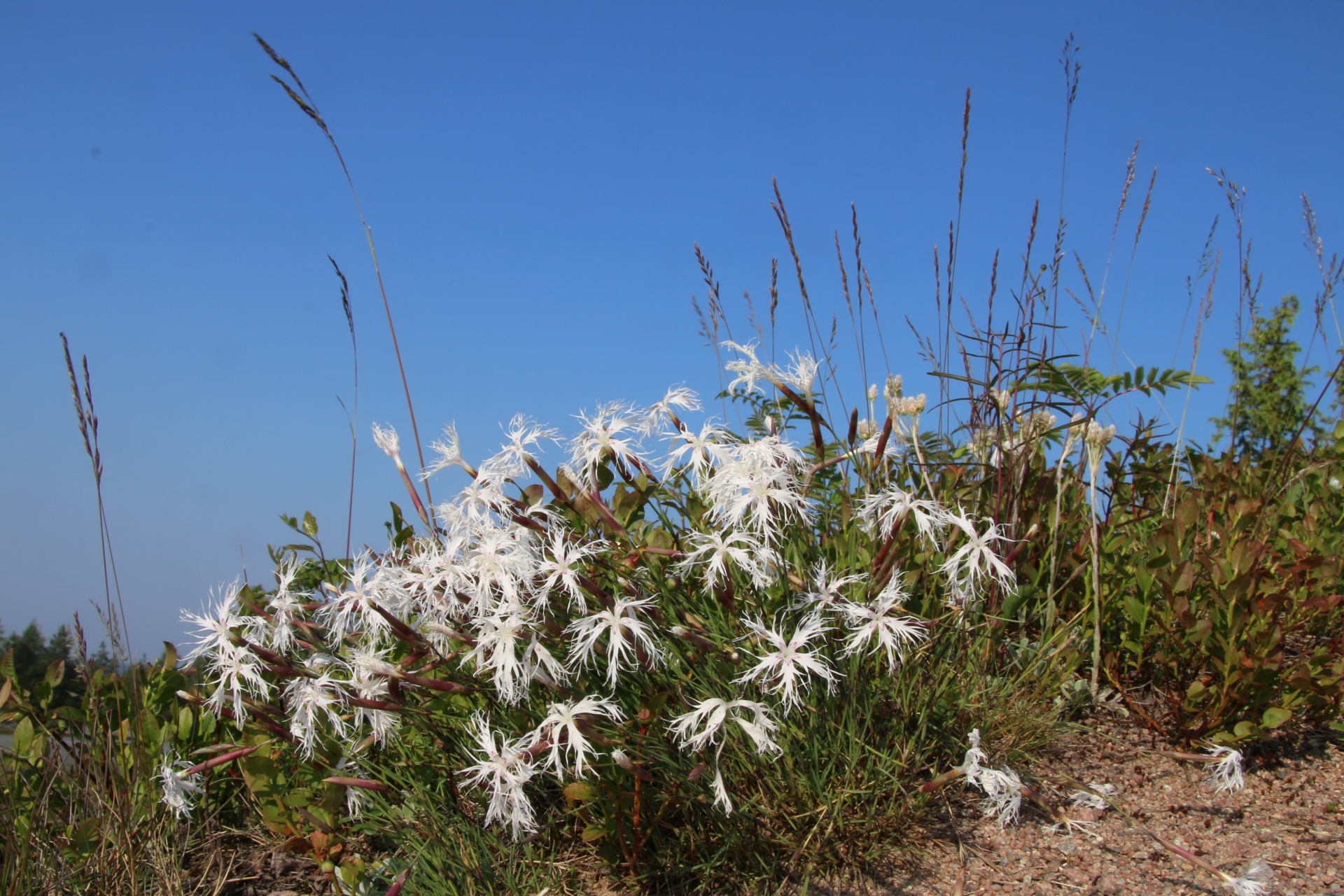 Hietaneilikkaa Soininharjulla aurinkoisena kesäpäivänä.