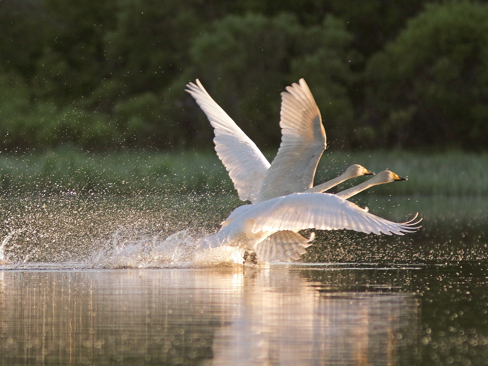 Joutsenet lähtevät lentoon järveltä kesän ilta-auringossa.