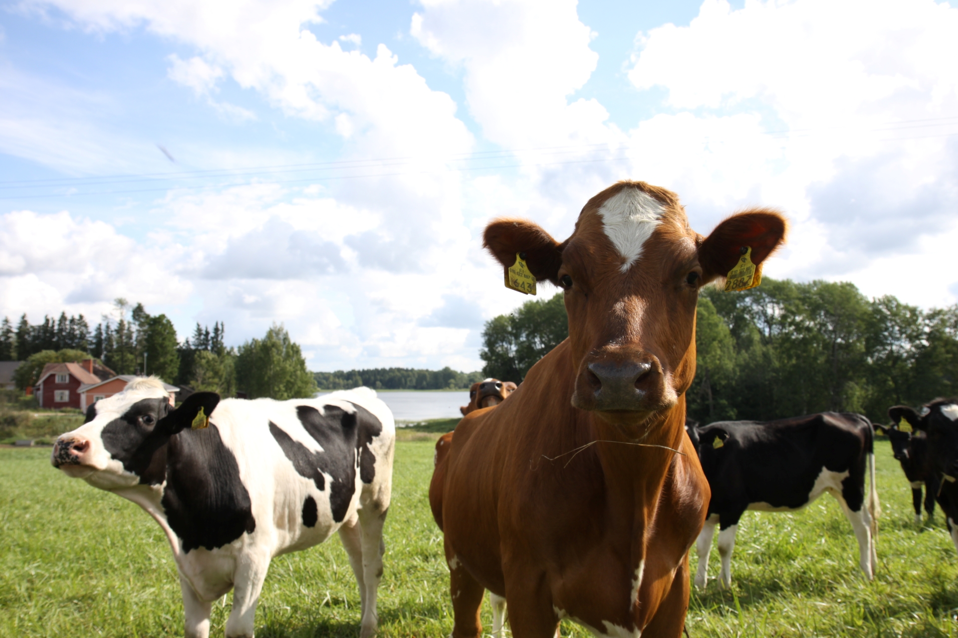Nuoria lehmiä pellolla aurinkoisena kesäpäivänä.