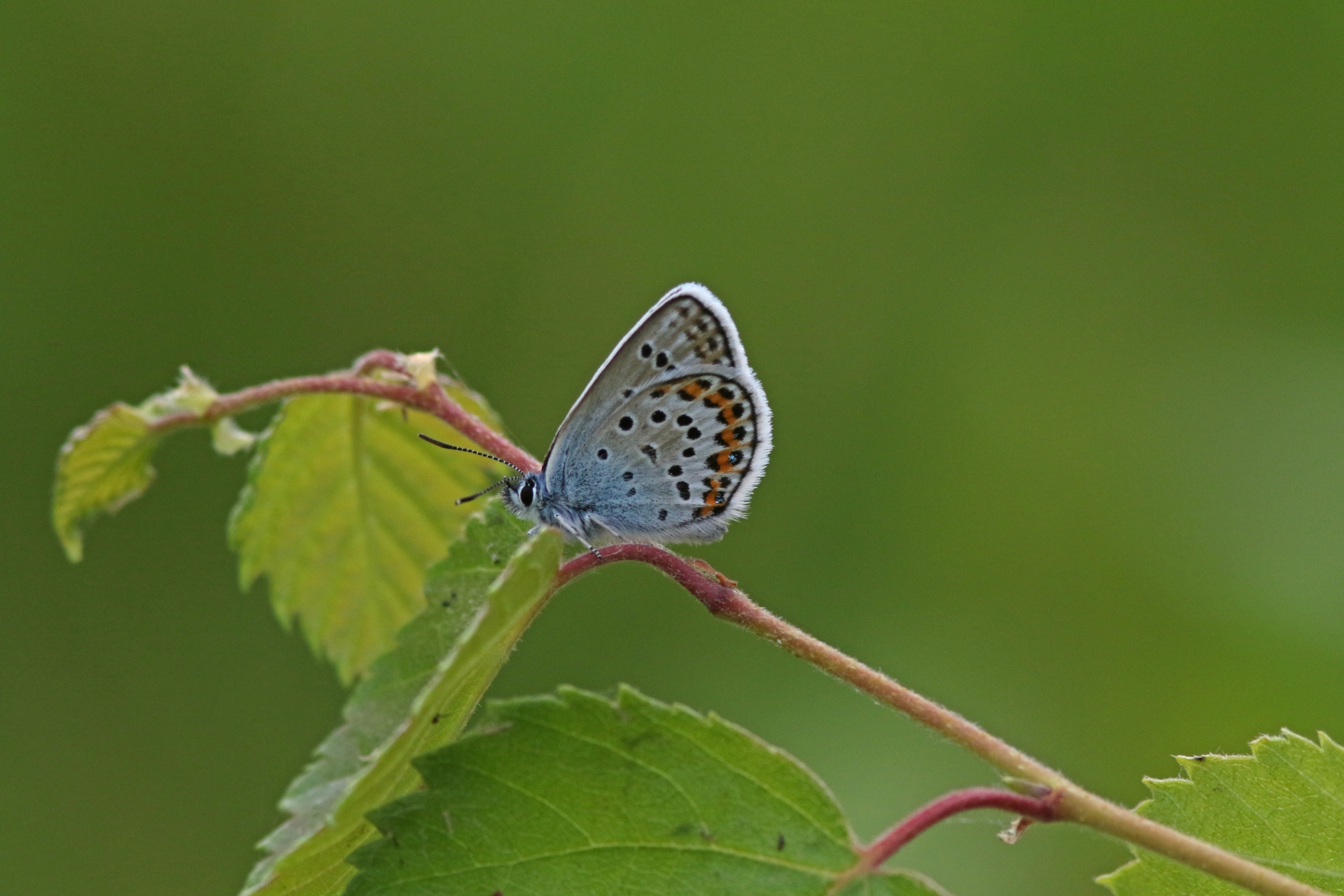 Sininen perhonen koivunoksalla.