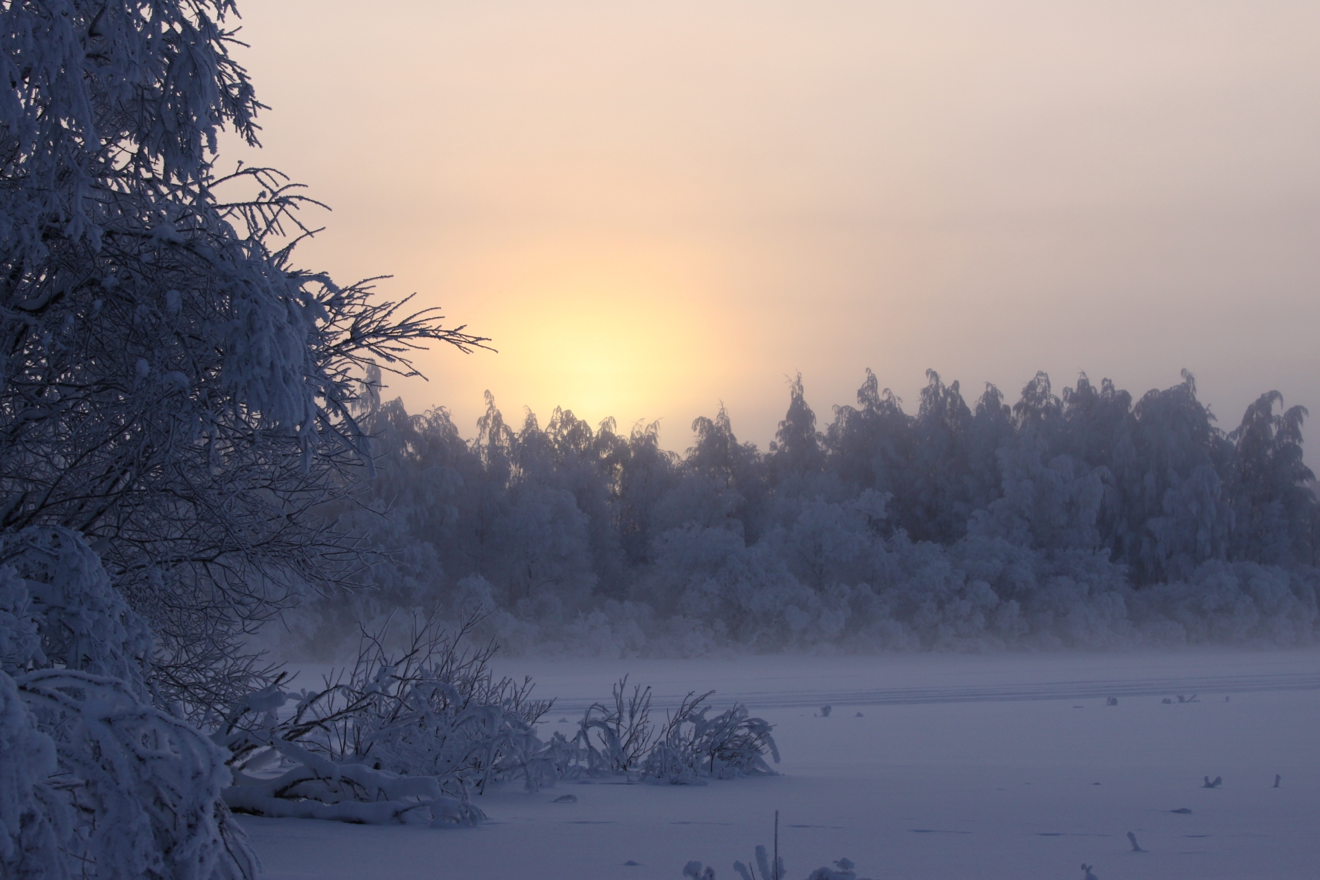 Talven pakkasaamuna lumisten puiden takaa nouseva aurinko.