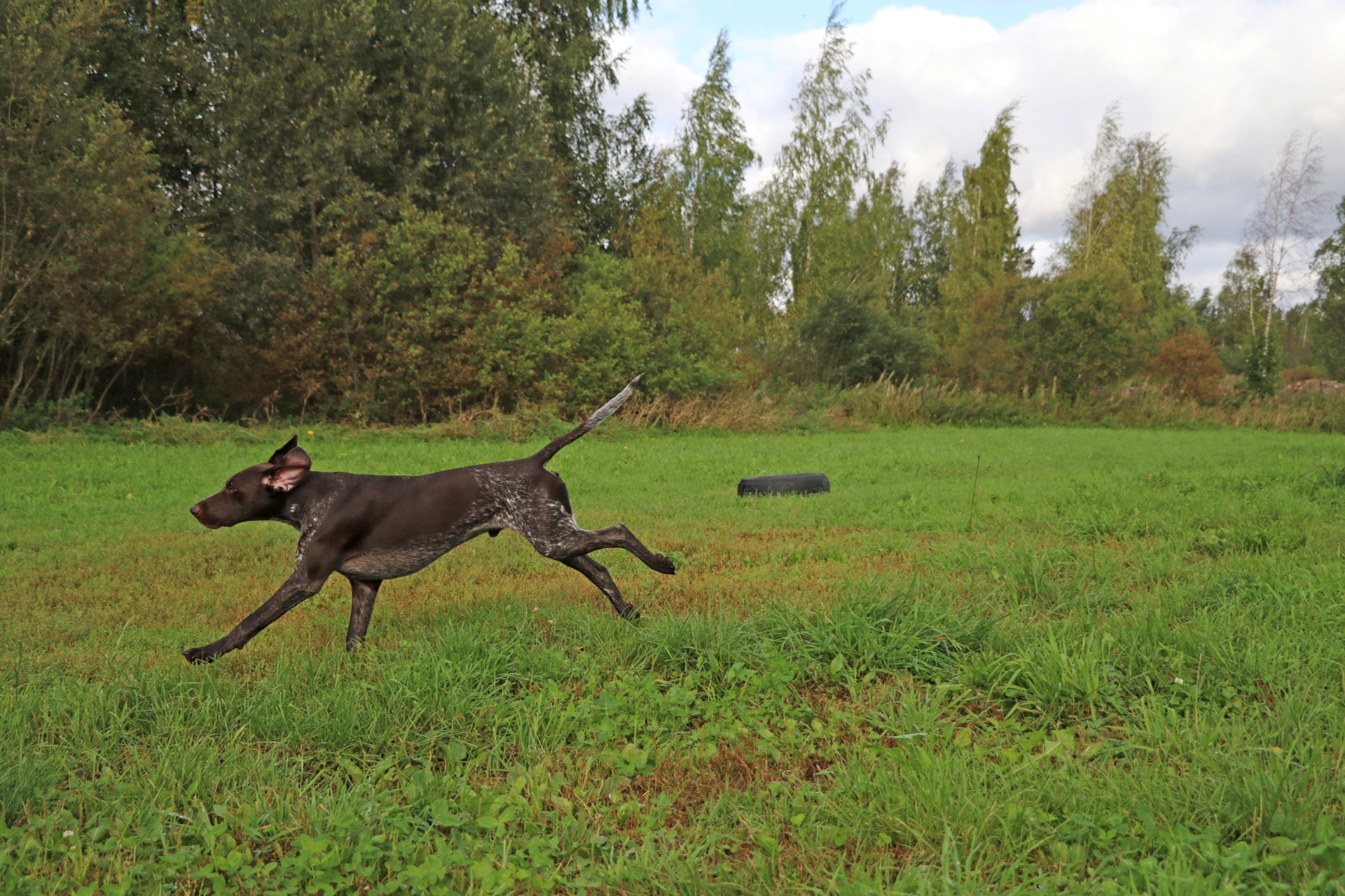 Koira juoksee niityllä.