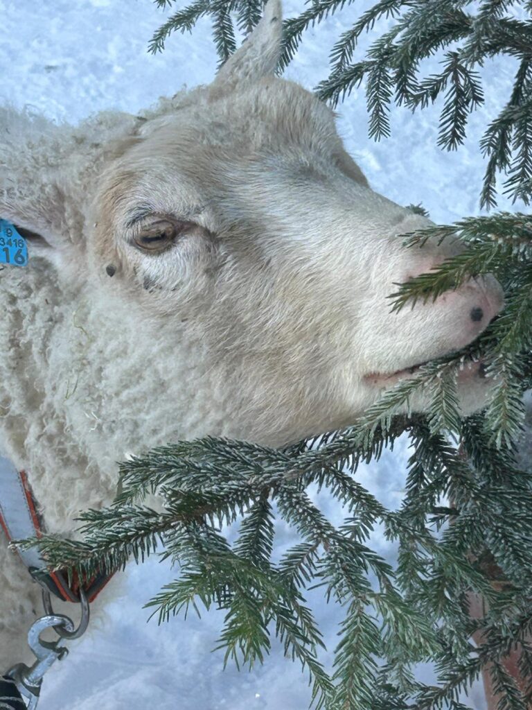 Lammas syö kuusenoksaa.